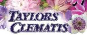 Taylors Clematis