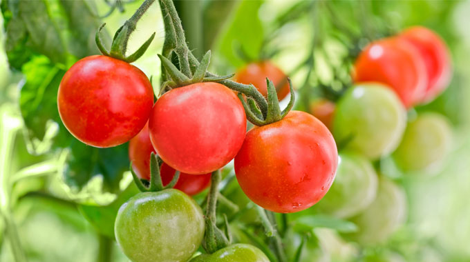 Tomatoes