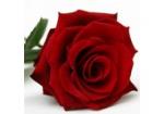 Flowers24Hours.co.uk Discount Codes & Vouchers